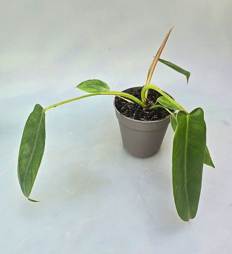 Philodendron spiritus sancti - philodendron,