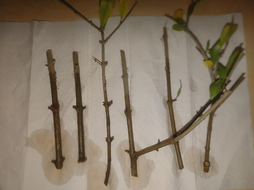 Melograno biologico vivo - biologico,
