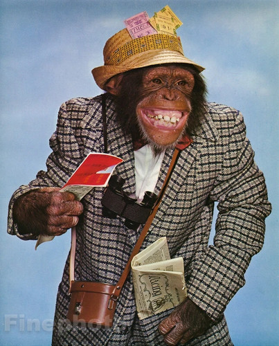 1959 monkey humor - monkey, scimpanzé