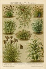 1895 Antica Stampa =