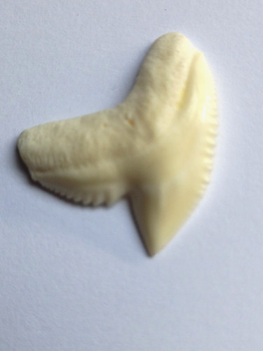 Dent requin tigre nlle - requin,