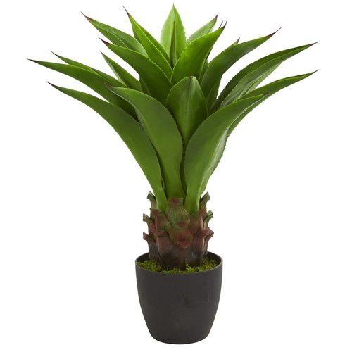 Pianta artificiale succulenta - pianta,