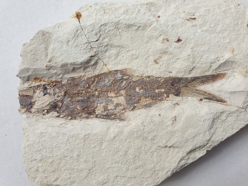Sardinoides raro pesce - sardinoides,