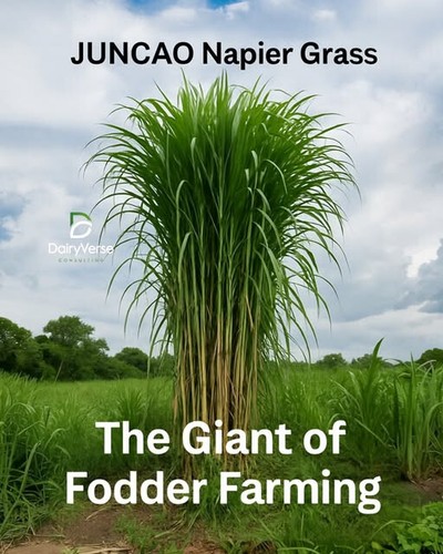 Juncao grass hybrid elephant - juncao,