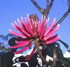 Eritrina amazonica, albero di