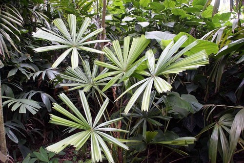 Mangrove fan palm licuala - mangrove,