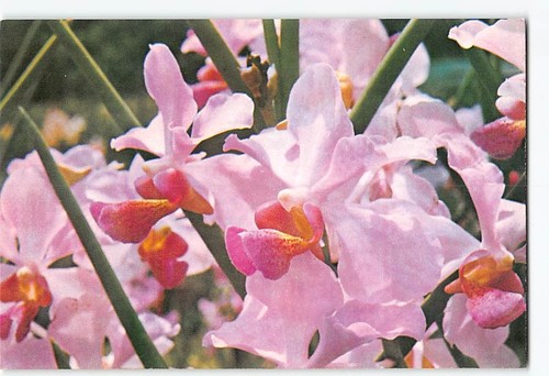 Cartolina vanda miss - miss, joaquim