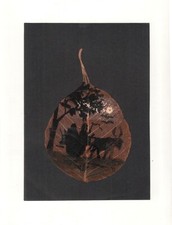 Essiccato Sacro Fico Foglia