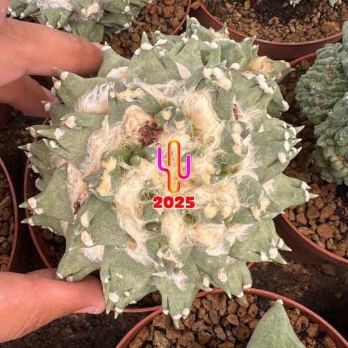 Ariocarpus retusus trifinger - retusus,