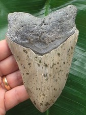 Dente Grigio del Megalodonte