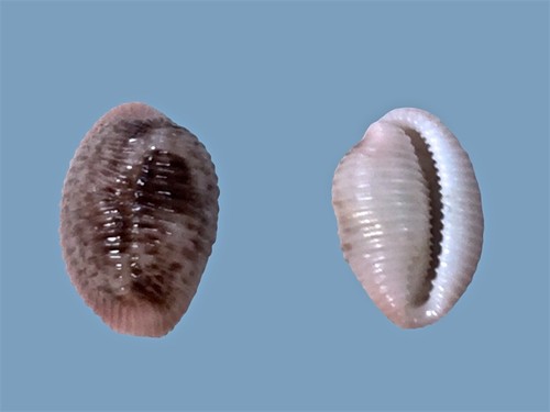 Triviidae niveria pacifica - triviidae,,