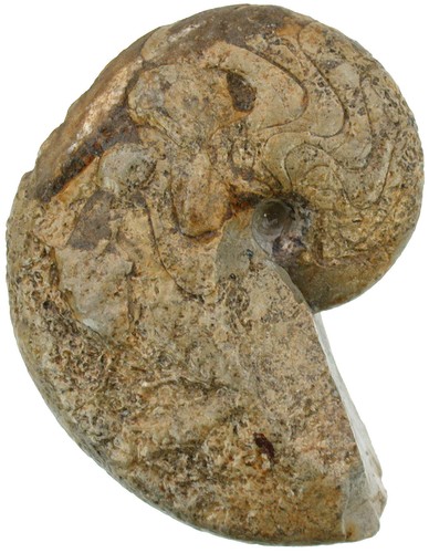 Malm pseudaganites aganticus - malm,