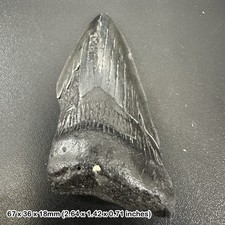 Authentic Carcharodon