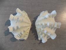 Coquillage :  NEW CARDIIDAE