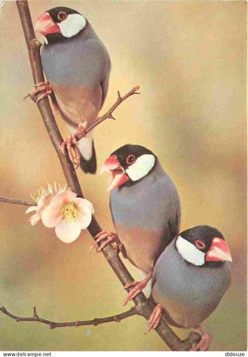 Carte postale animaux - postale,