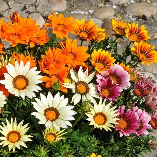Semi mix gazania - di, "