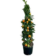 Piramide di Calamondino Ø20cm