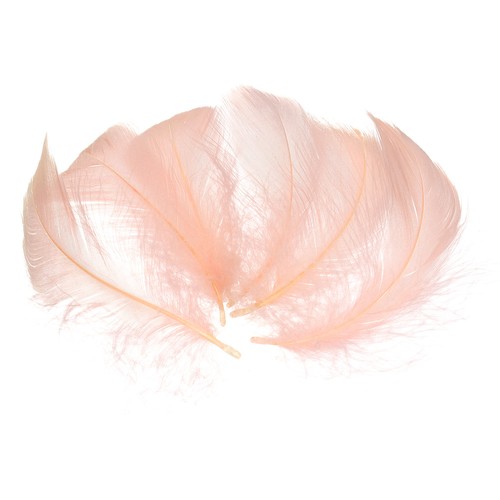 100 pcs piume per - 100,