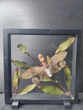 Entomologia tassidermia