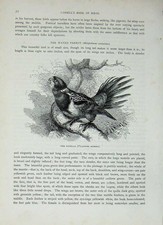 Vecchia stampa antica