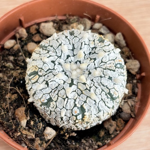 Astrophytum superkabuto pot - astrophytum, ,