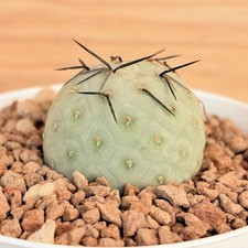 Tephrocactus alexanderi var