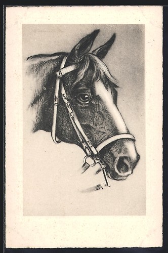 Cavallo equitazione con - cavallo,
