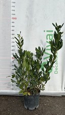 50 Piante di Pitosforo V18 H