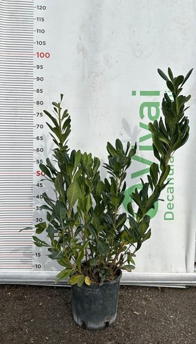Piante pitosforo v18 h - di,