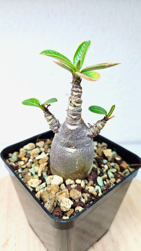 Adenium rosso caudex kalamae - caudex, (kalamae