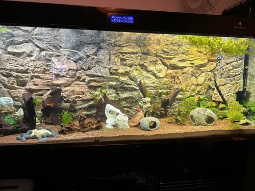 Sfondo acquario per - acquario, 3d