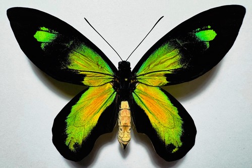 Amazing ornithoptera victoriae - amazing,