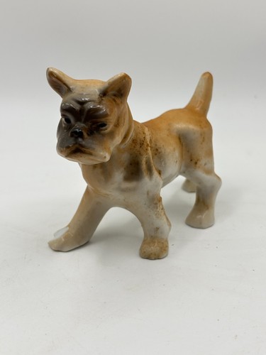 Mini boxer cane - , cucciolo