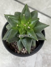 7 cm-8 cm Astrophytum