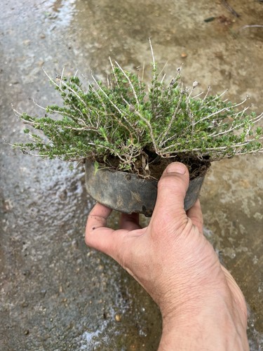 Pianta aromatica timo bonsai - ,