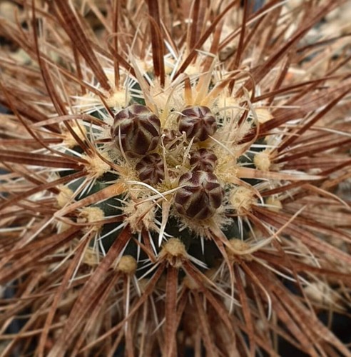 Pediocactus papyracantha sb504 - pediocactus,