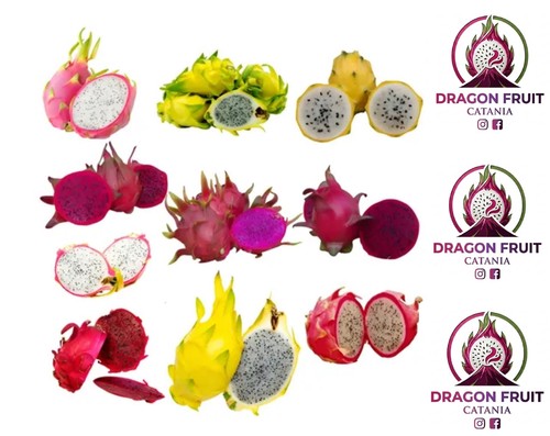 Lotto set talee di dragon - di,