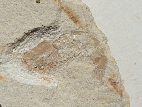 Carpopeneus gamberetti 100 - -,