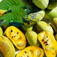 Paw Paw Tree Seeds - For 2026