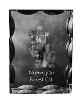 Gatto delle foreste norvegesi