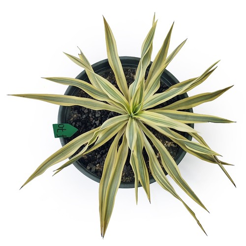 Yucca gloriosa variegata - yucca,