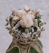 Astrophytum myriostigma extra kikko hakuun