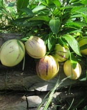 Pepino melon sweet - sweet, cucumber