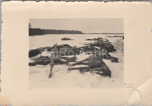 Foto ww2 cavalli poveri - ww2,,