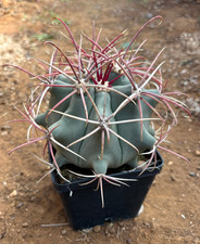 FEROCACTUS EMORYI - PIANTA DA