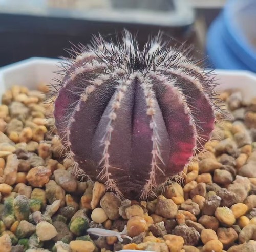 Uebelmannia pectinifera