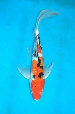 18-19" Butterfly Sanke Koi
