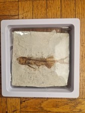 Pesce fossile osseo vero - osseo,