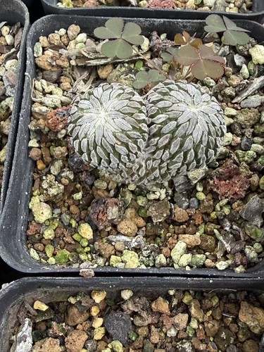 Rara succulenta pelecyphora - rara,