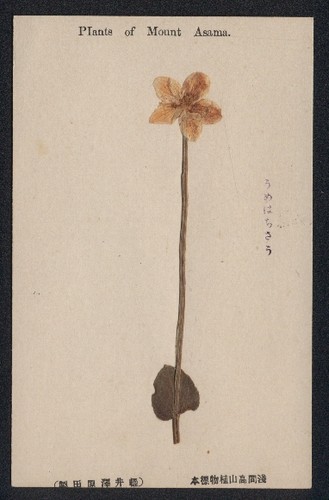 Fiori secchi fiore con - fiori,